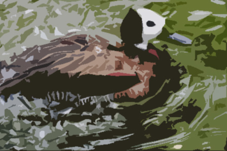 Witwenpfeifgans Zoologischer Garten Berlin